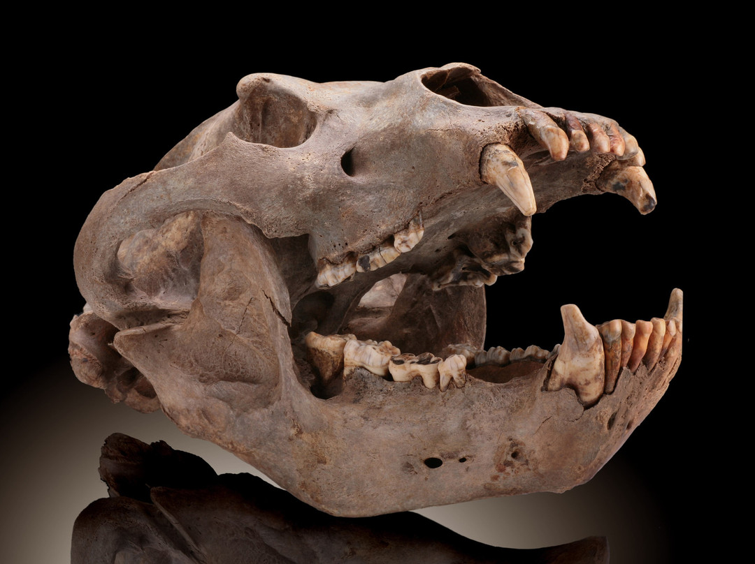 Dave's Down To Earth Rock Shop-埃文斯顿必去景点