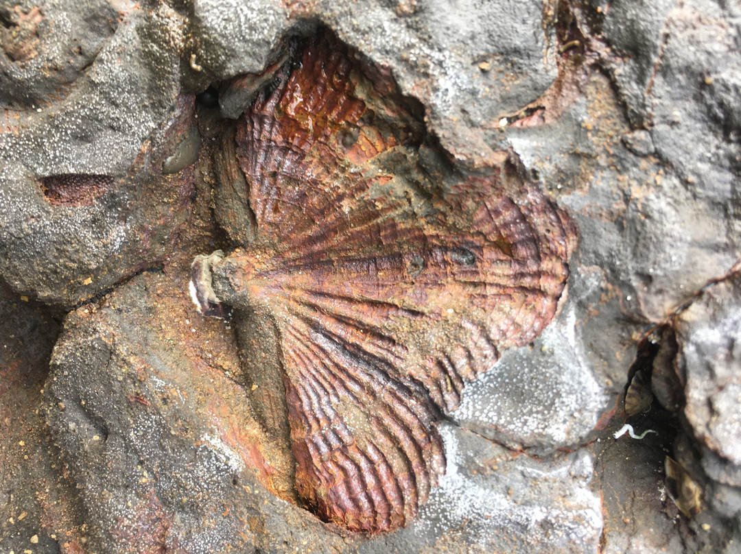 Gondwana Coast Fossil Walk景点图片