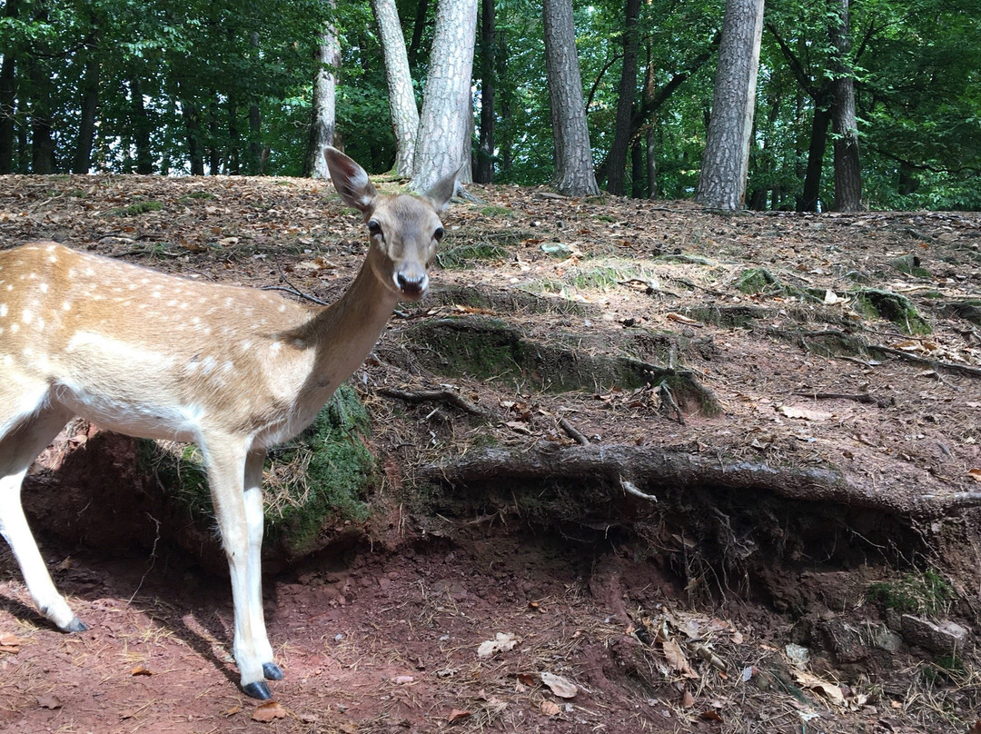 Wild- und Wanderpark景点图片