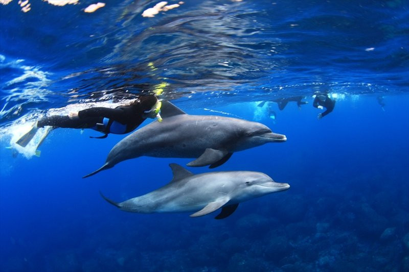 Miyakejima Tourist Association-三宅村必去景点