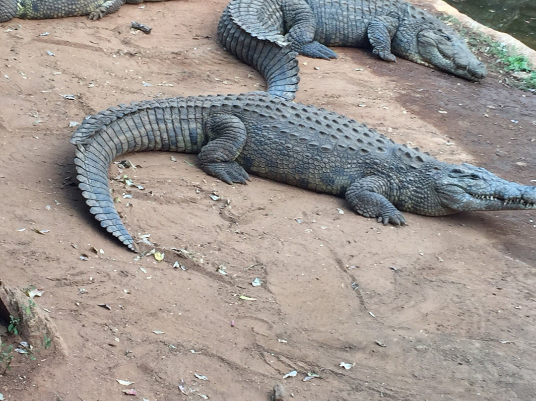 Kwena Crocodile Farm景点图片