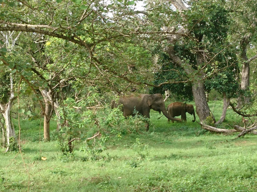 Summer Dew Tours-加勒必去景点