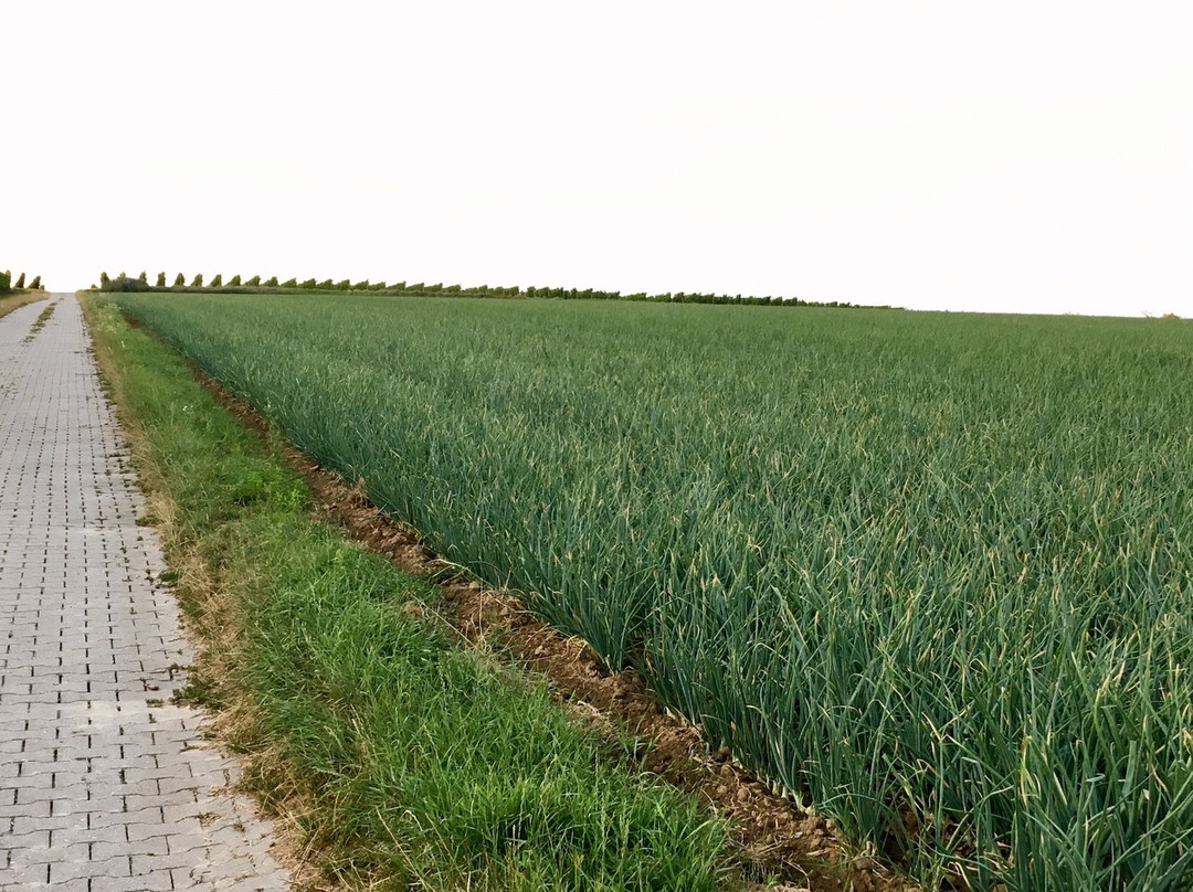 Landgut Schill主图