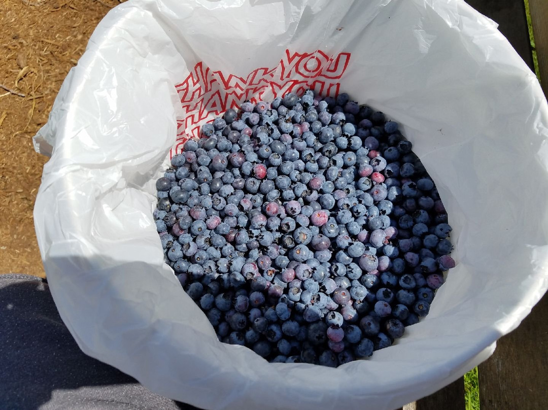 Larsen Lake Blueberry Farm景点图片