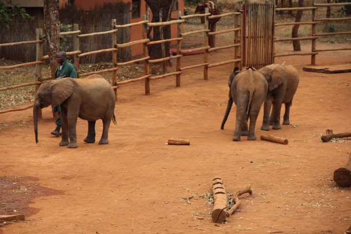 Lilayi Elephant Nursery景点图片