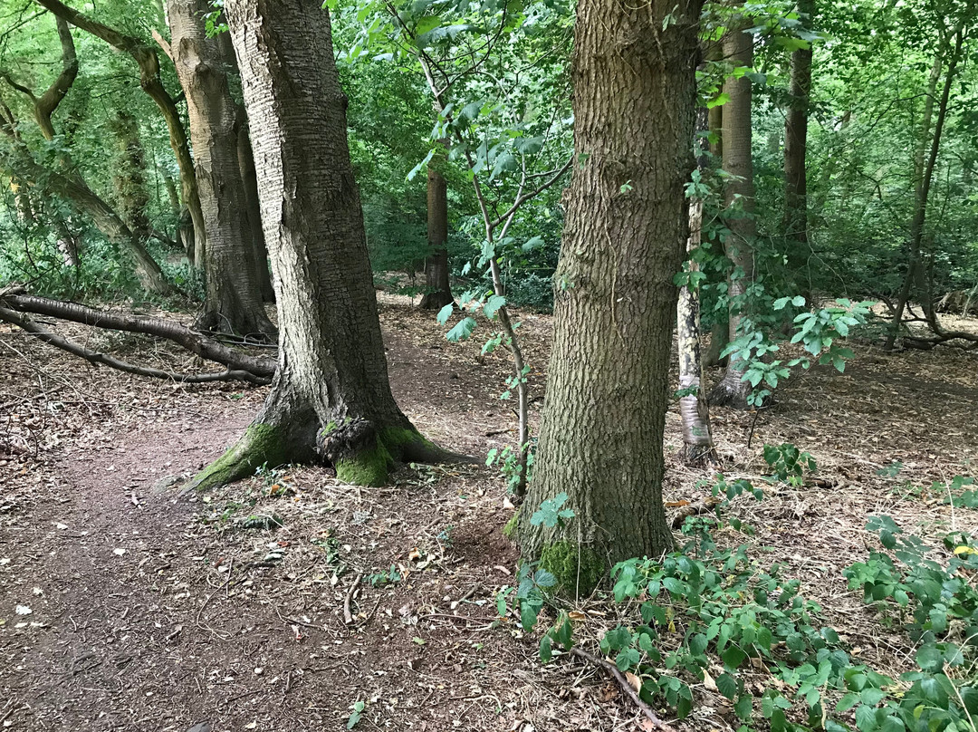 Carpenters Wood景点图片