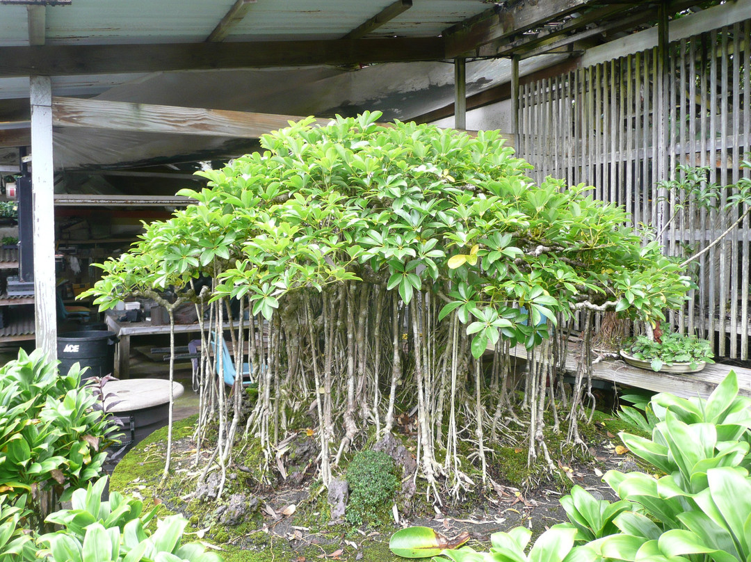 Fuku Bonsai Cultural Center-柯蒂斯城必去景点