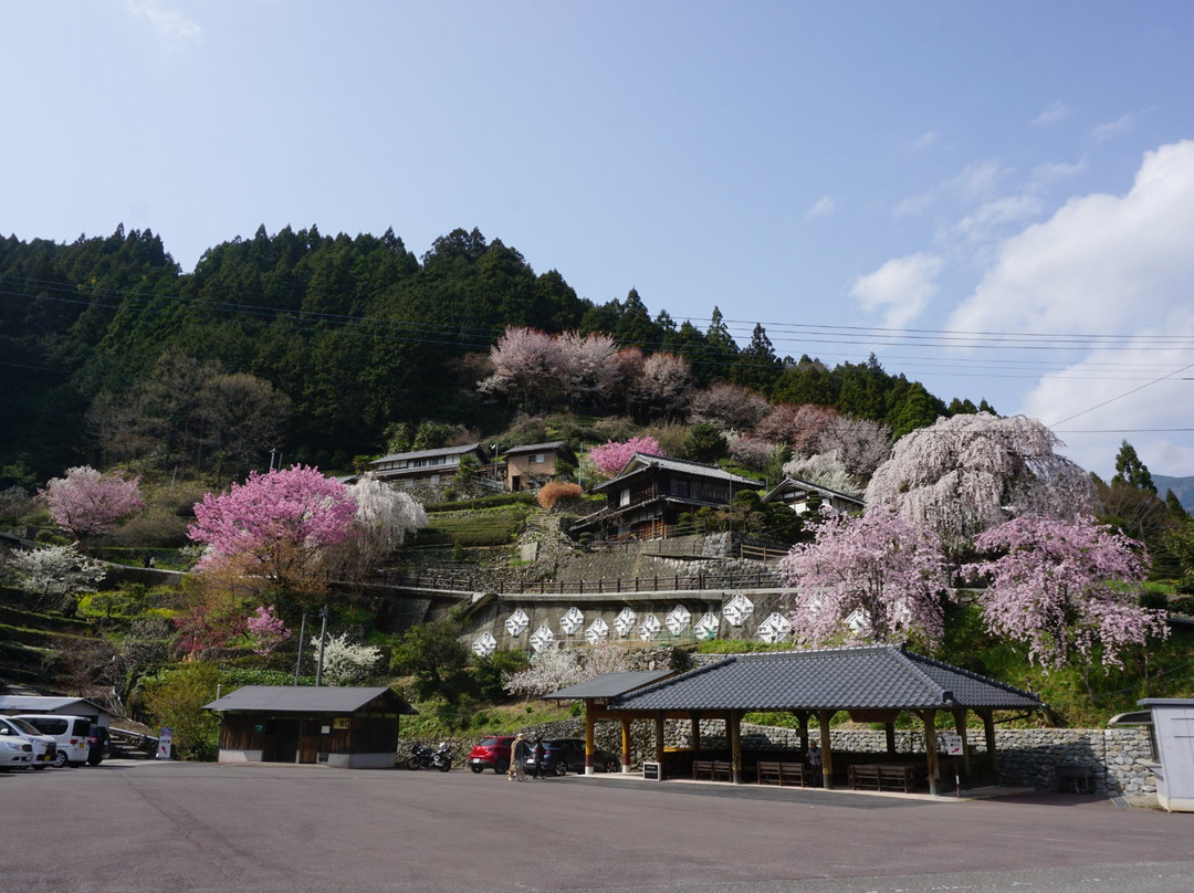 Oishike's Weeping Cherry Blossoms-仁淀川町必去景点