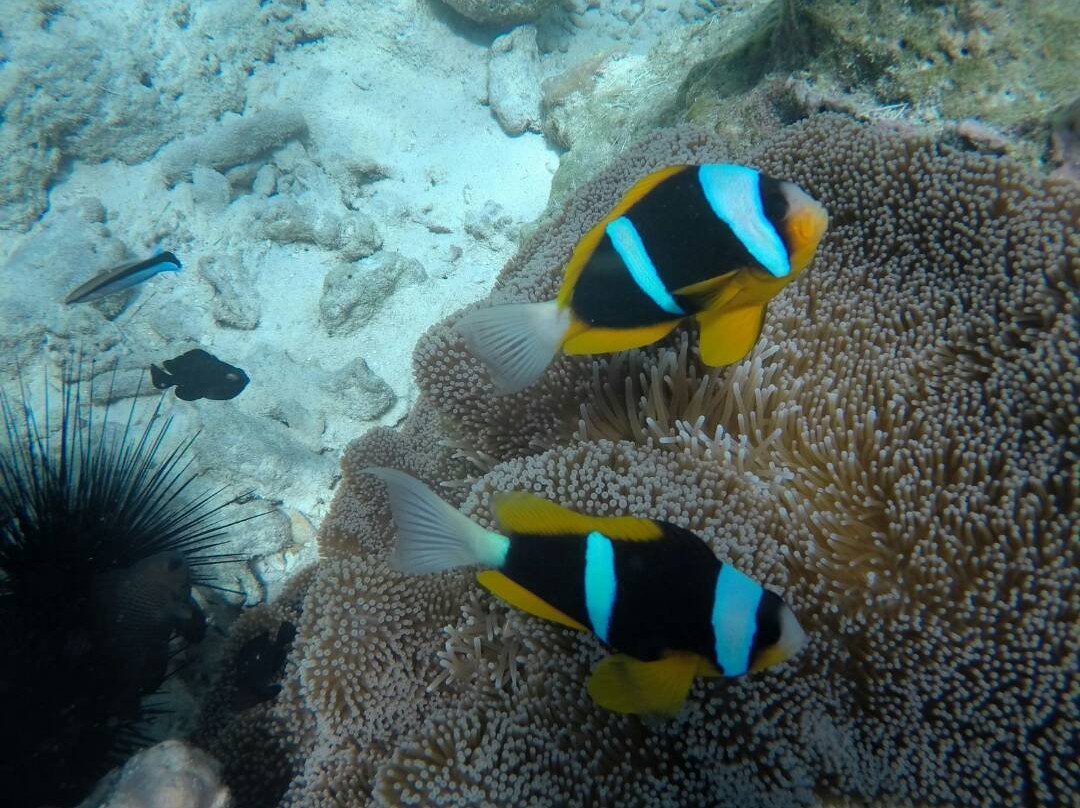 Cool Divers Diving Center-基万嘎必去景点