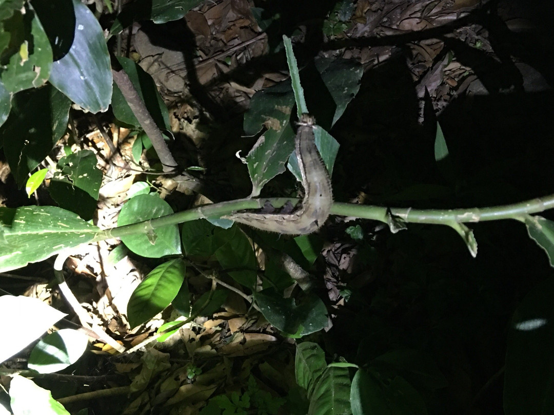 Forest Alive-蒙特沃德必去景点