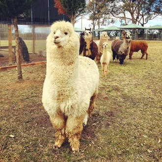 Herbicos Lavender Farm-Thirlmere必去景点