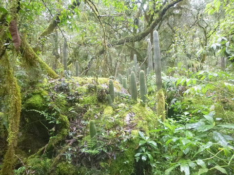 Reserva Nacional El Nogalar de Los Toldos-Los Toldos必去景点