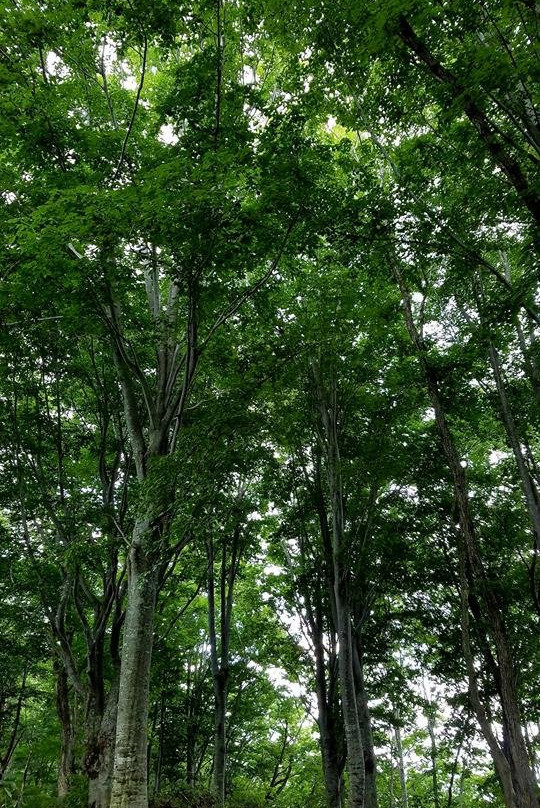 Madarao Kogen Yama no Ie-饭山市必去景点