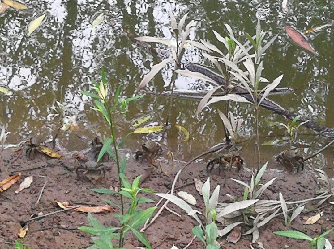 西沙湿地公园-崇明县必去景点