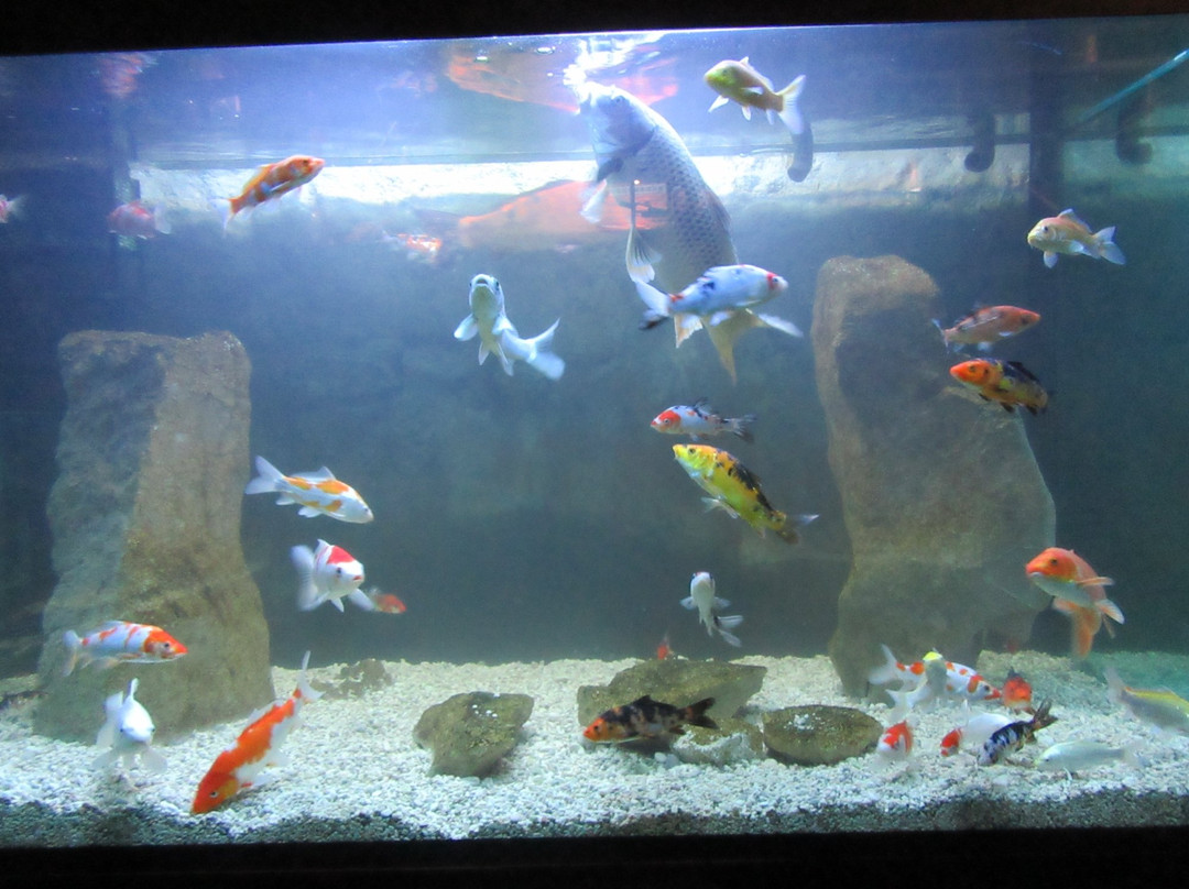 Aquarium Terrarium景点图片