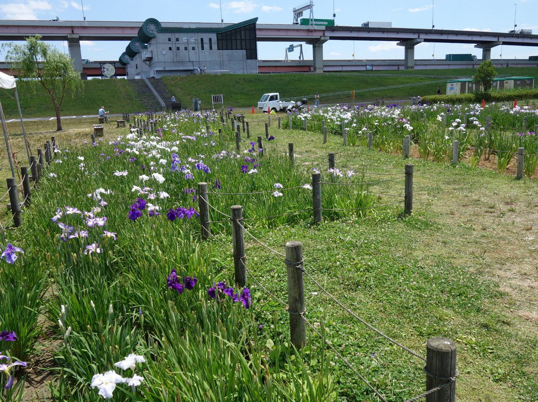 Horikiri Waterfront Park-葛饰区必去景点