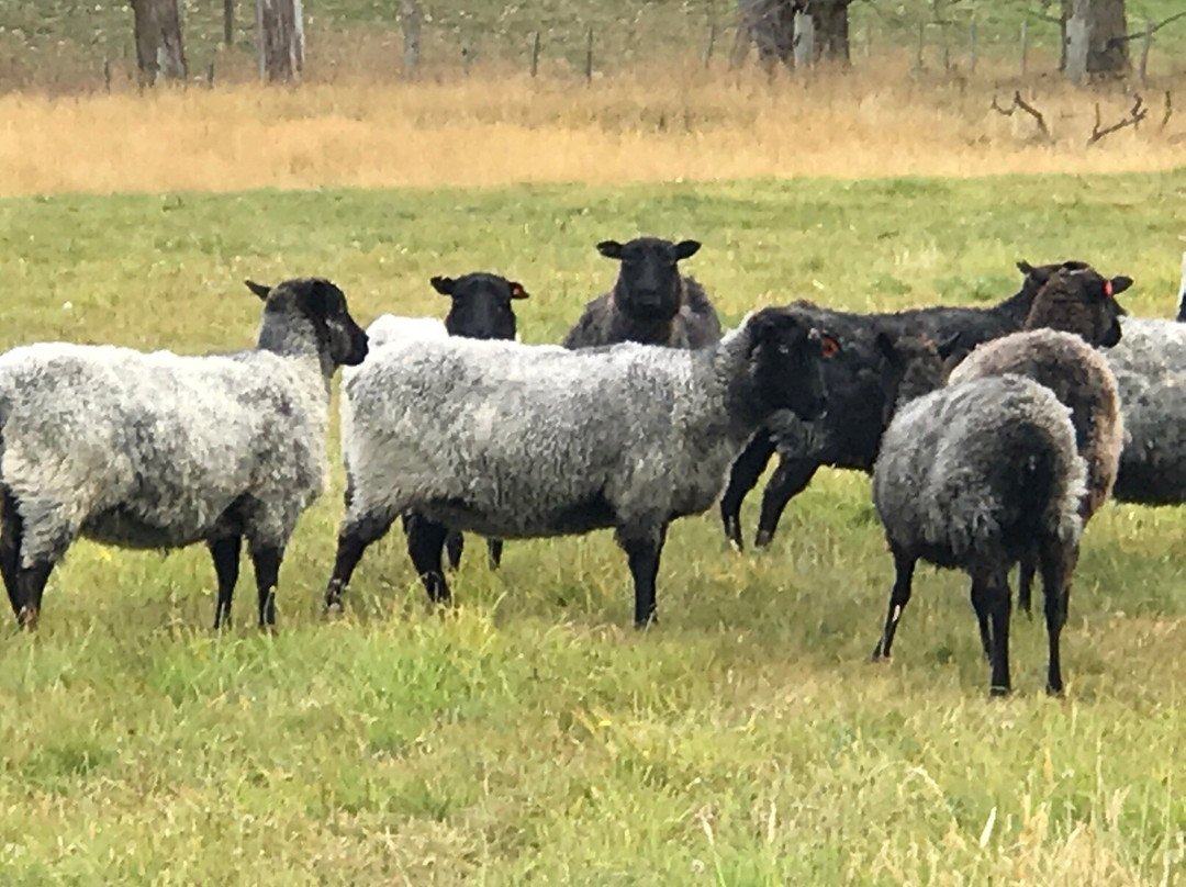 Stonehenge Farm Tours-蒂阿瑙必去景点