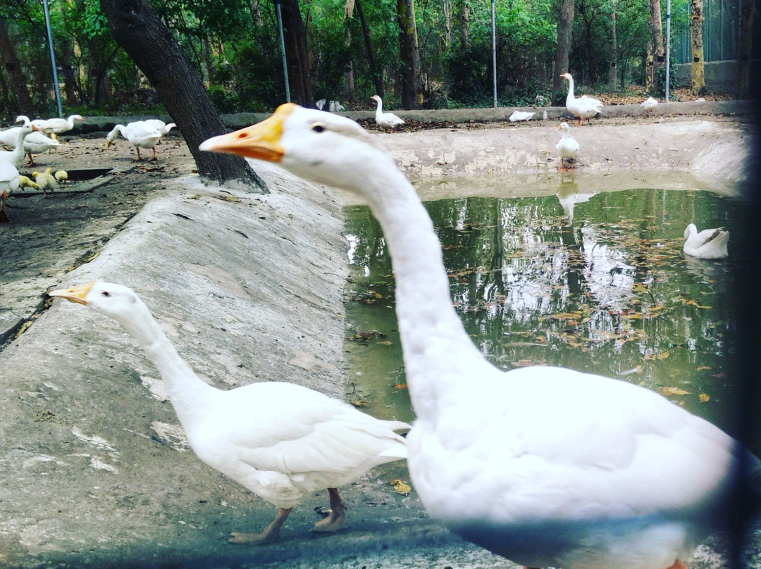 Tiger Safari-卢迪亚纳必去景点