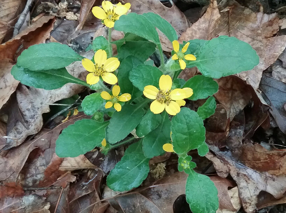 Hemlock Bluffs Nature Preserve景点图片