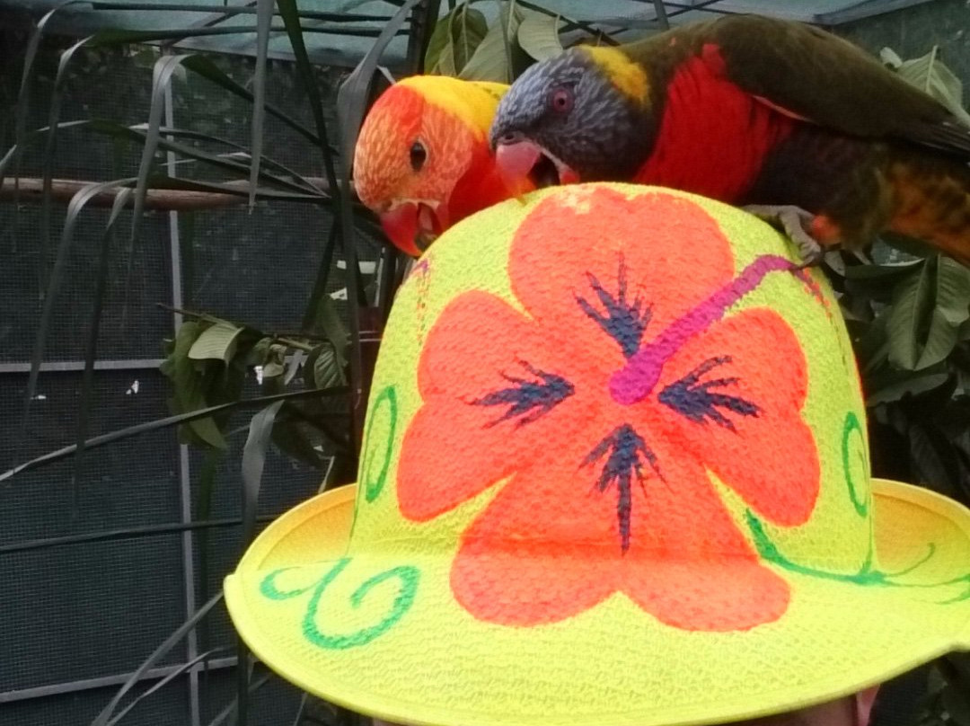 Parrots in Paradise-Glass House Mountains必去景点