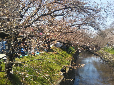 岩仓市旅游景点-Cherry Trees along the Gojo River bank
