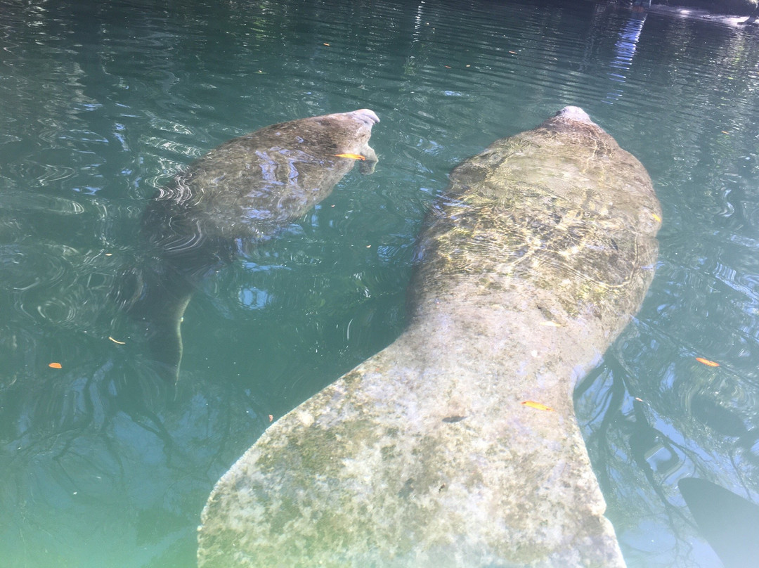 CHS Watersports-Weeki Wachee必去景点