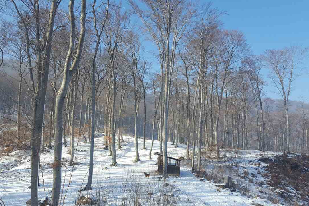 Medvednica Nature Park景点图片