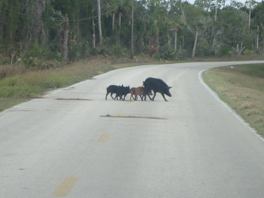 Withlacoochee Gulf Preserve-Yankeetown必去景点