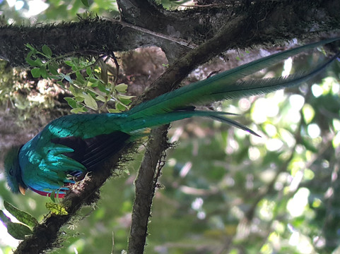 Monteverde Nature Guided Tours-圣埃伦娜必去景点