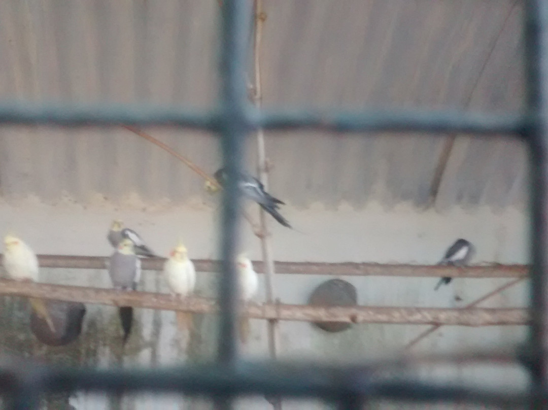 Nisargakavi Bahinabai Chaudhary Zoo景点图片