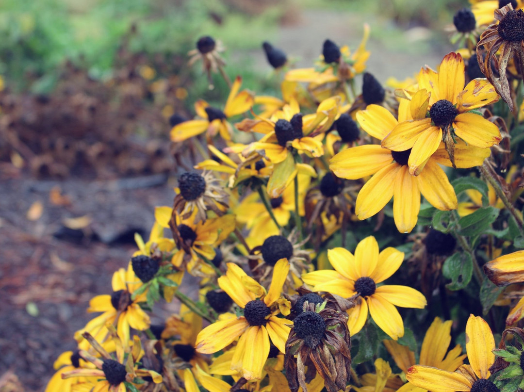Bishop's Pumpkin Farm-Wheatland必去景点