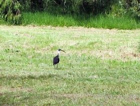 Blind Creek Trail-旺加拉塔必去景点