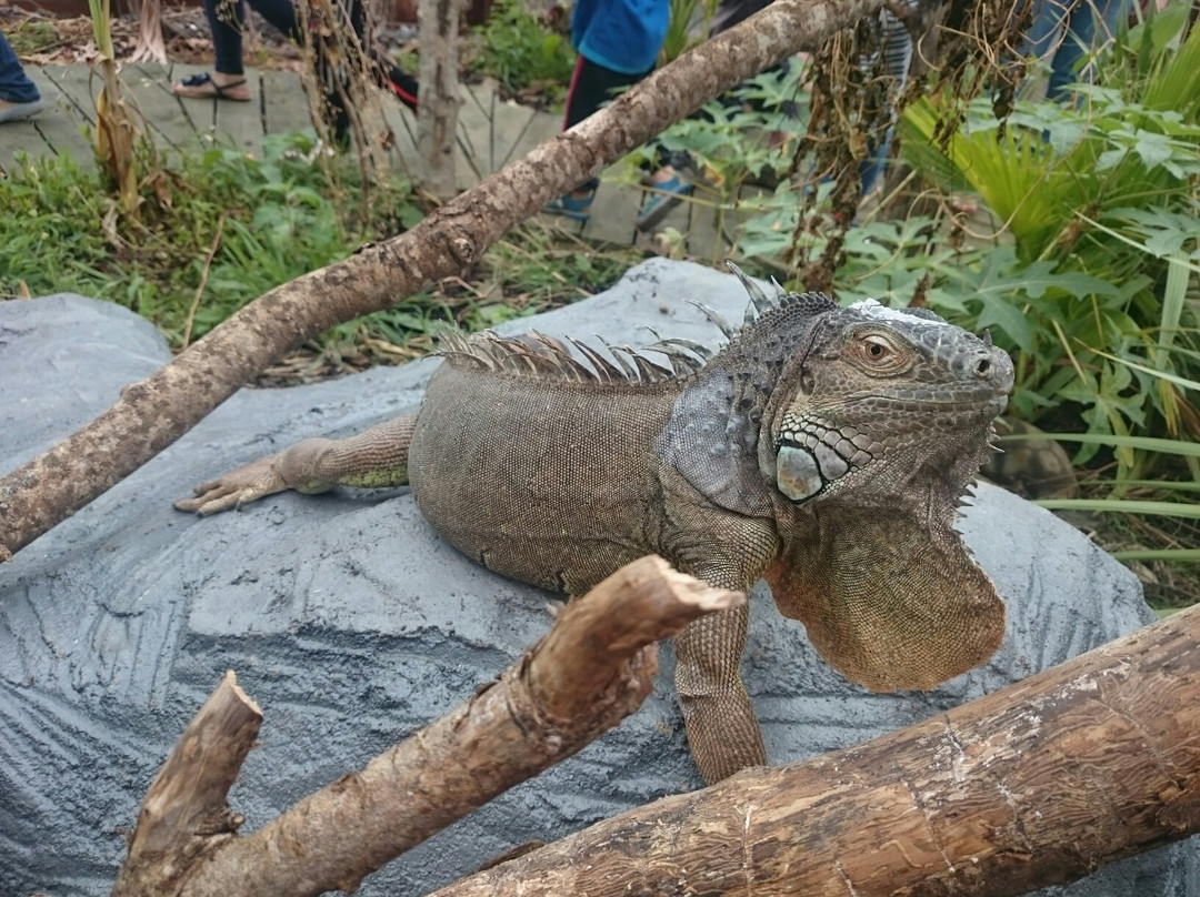 The National Reptile Zoo-Gowran必去景点