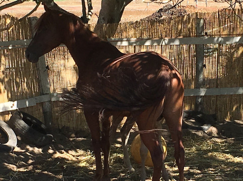 Il Maneggio di Lucio-奥特朗托必去景点