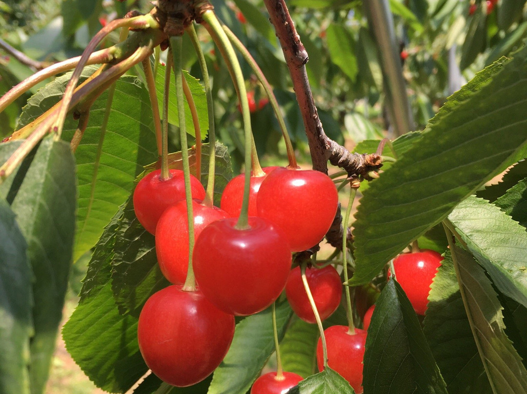 Hamada Marutome Fruits Gaden-壮瞥町必去景点