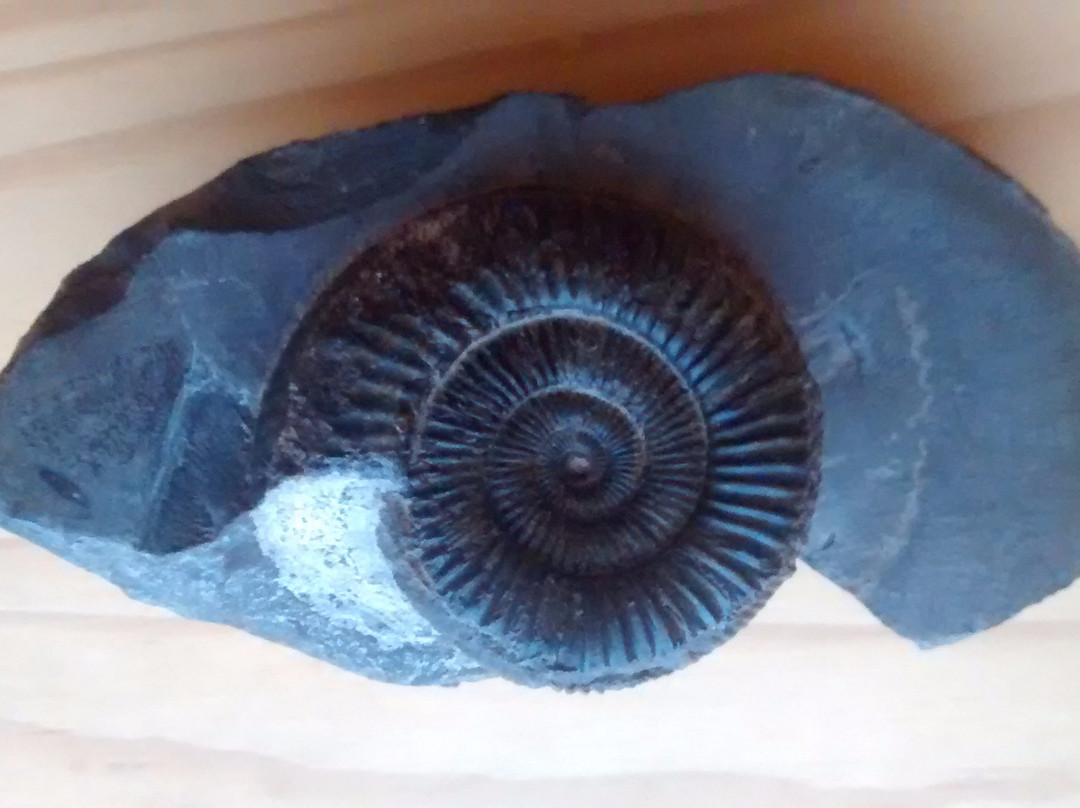 The Fossil Workshop景点图片