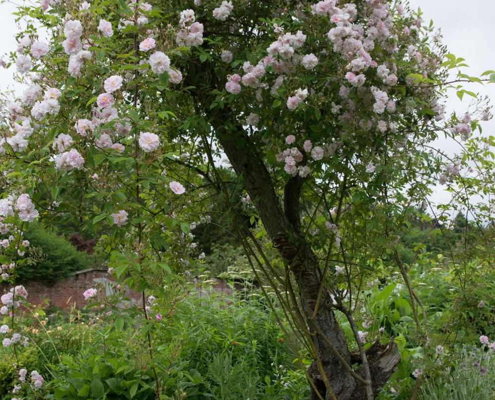 Kentchurch Court景点图片