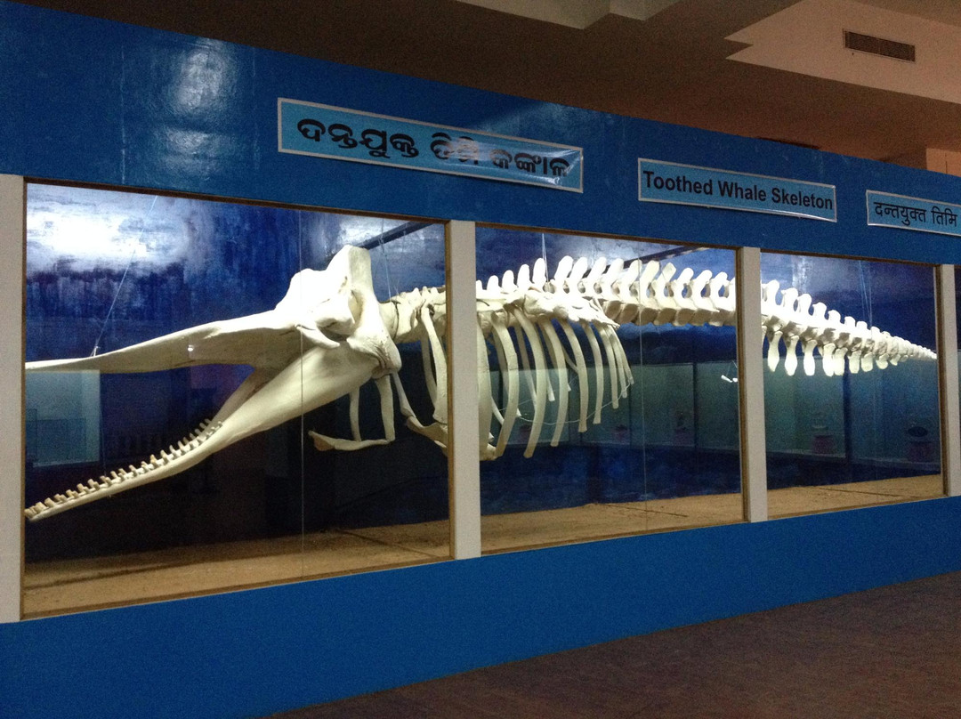 Regional Museum of Natural History景点图片