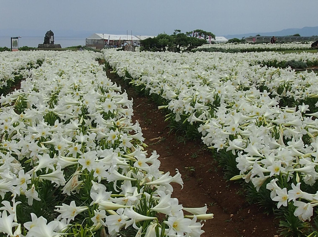 Lily Field Park-伊江村必去景点