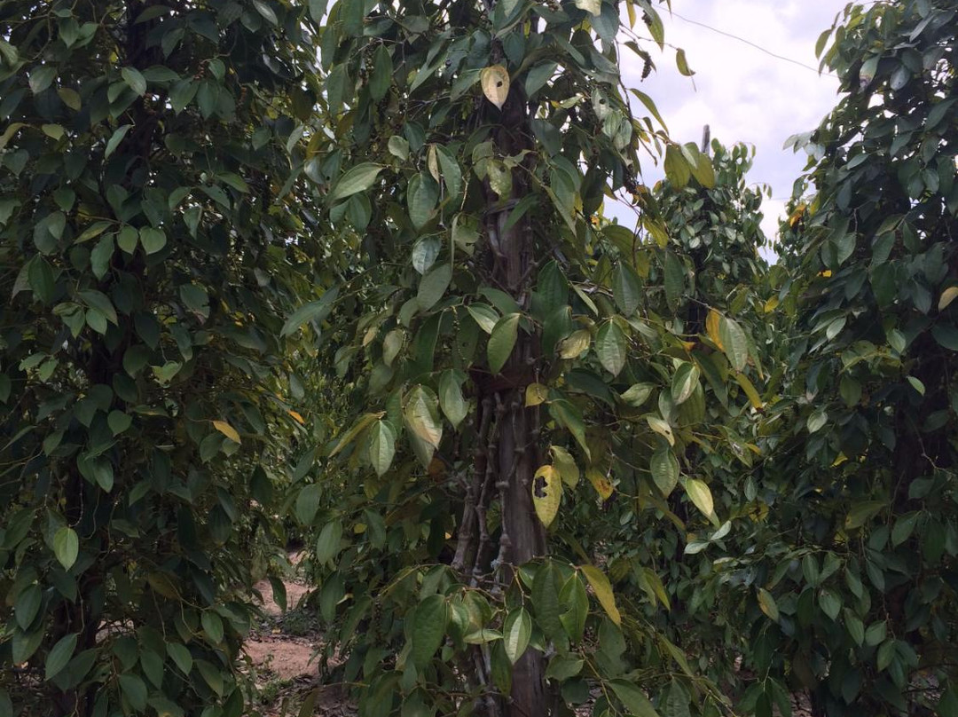 Peppers in Phu Quoc chez Le Ho景点图片