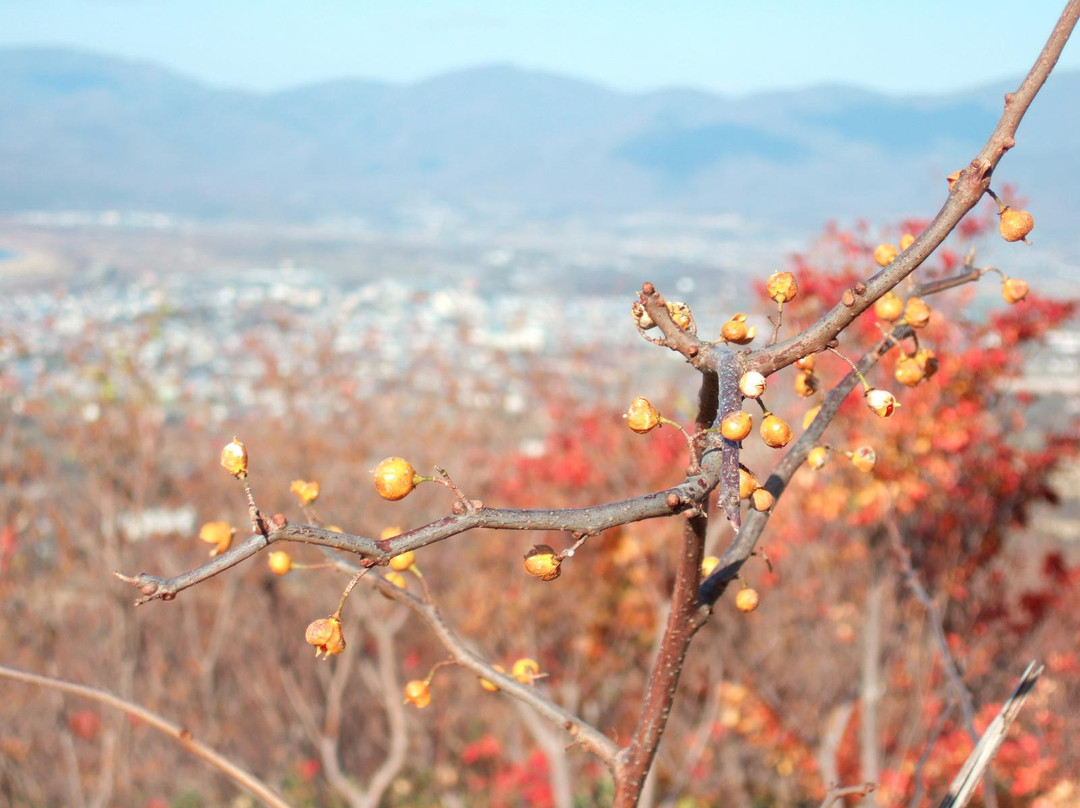 Maruyama Viewing Platform-岩内町必去景点