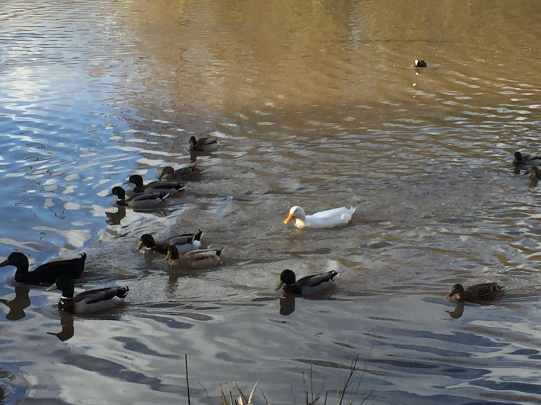 Bestwood Country Park-诺丁汉必去景点