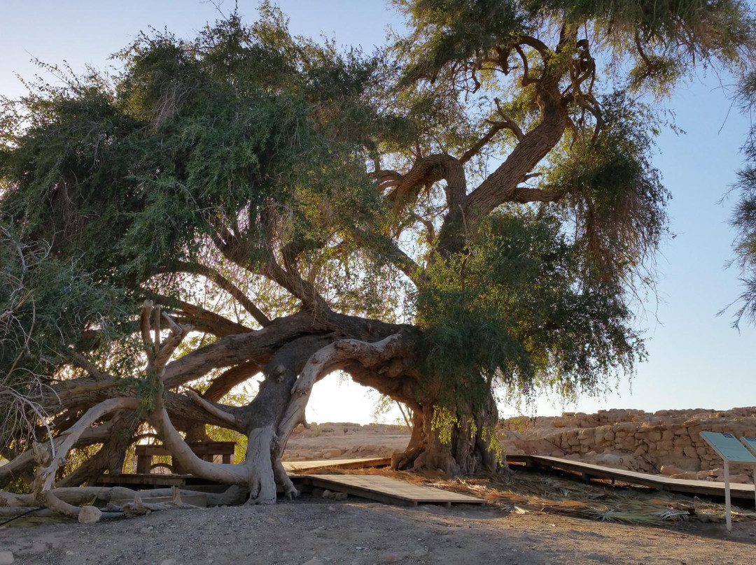 Biblical Tamar Park-Hazeva必去景点
