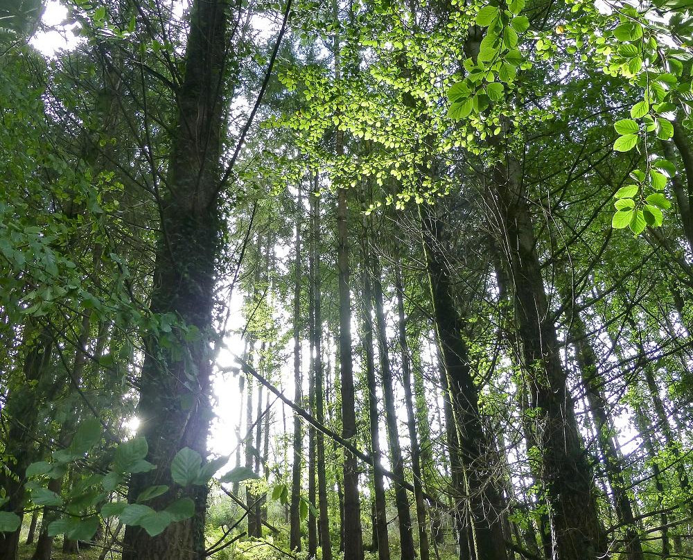 Holyford Woods Local Nature Reserve景点图片