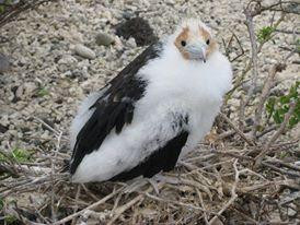 Galapagos For You-阿约拉港必去景点