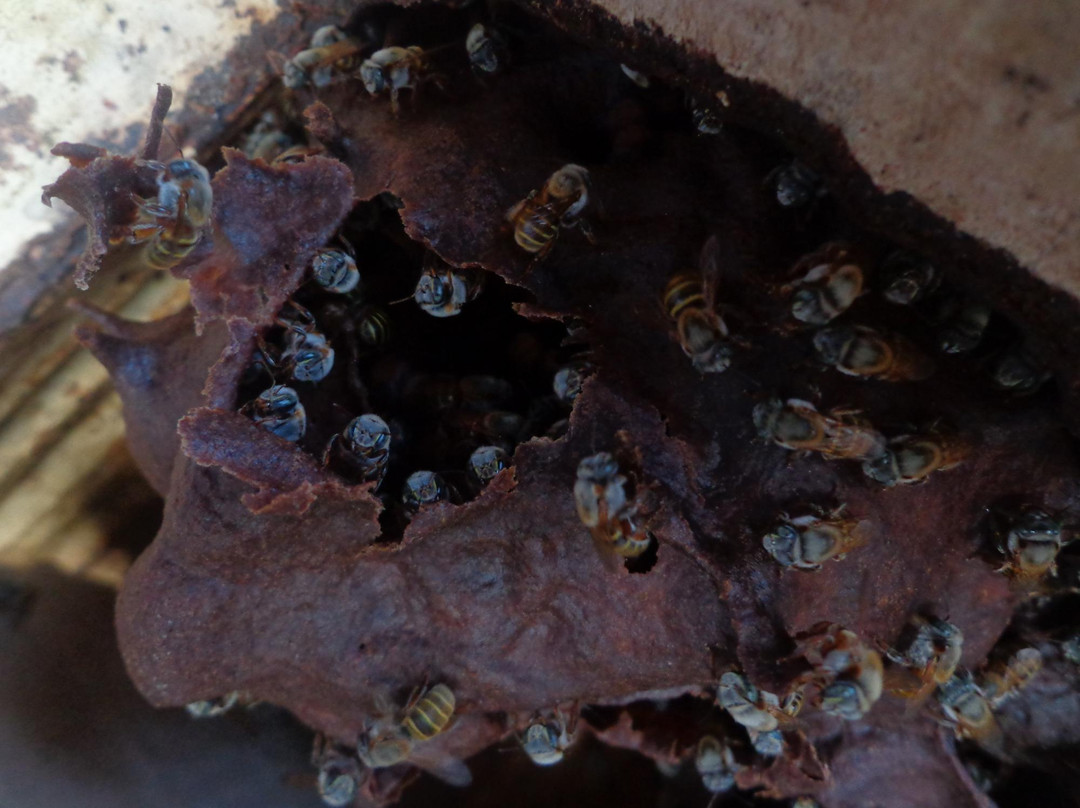 Casa Itzamná-Coba必去景点