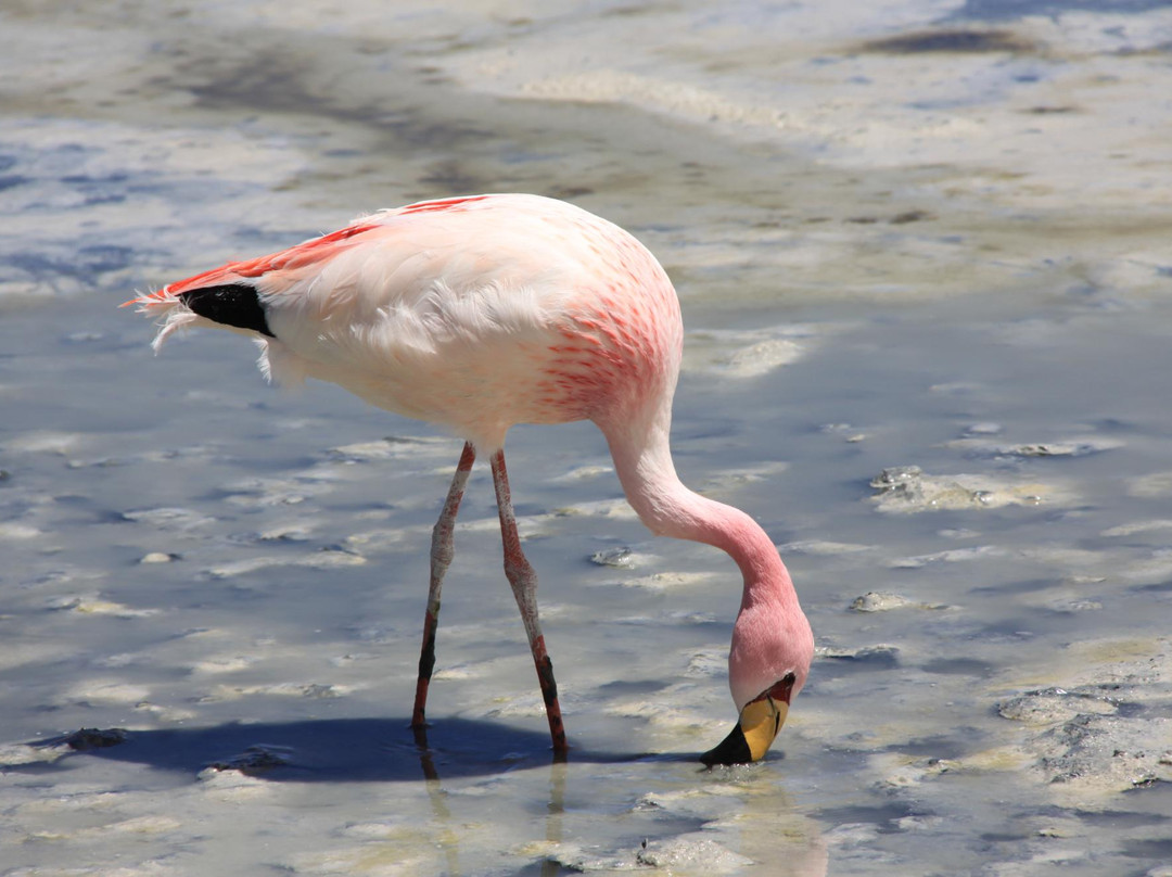 Laguna Canapa-乌尤尼必去景点
