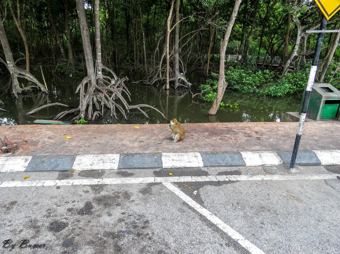 Mangrove Swamp Park-红土坎必去景点