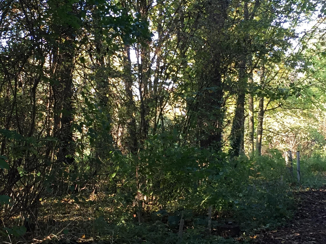 Foundry Woods-皇家利明顿温泉必去景点