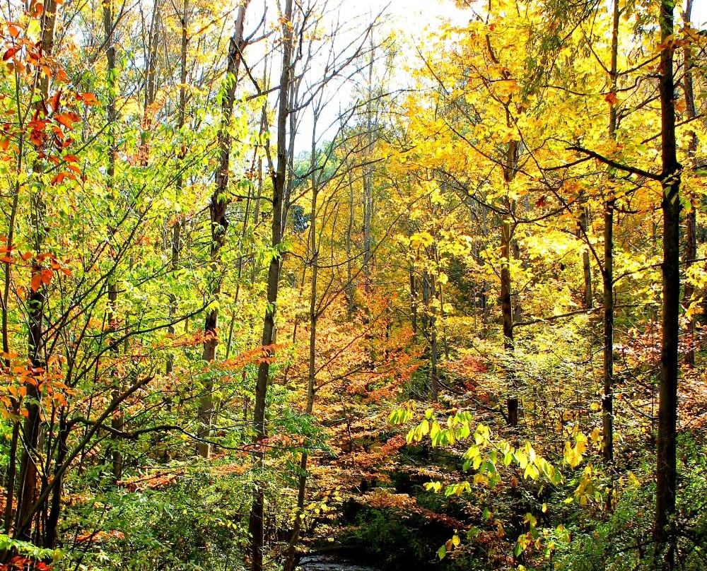 Royalton Ravine Park-Gasport必去景点